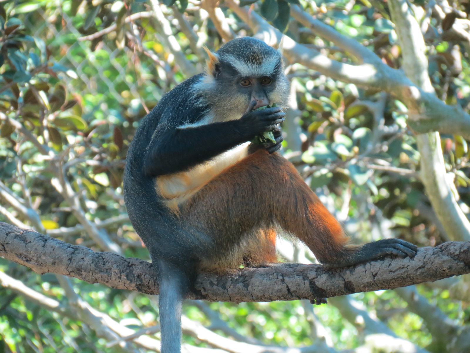 Lost Forest - Monkey Trails and Forest Tails - Pygmy Hippo and Wolf's Gueno