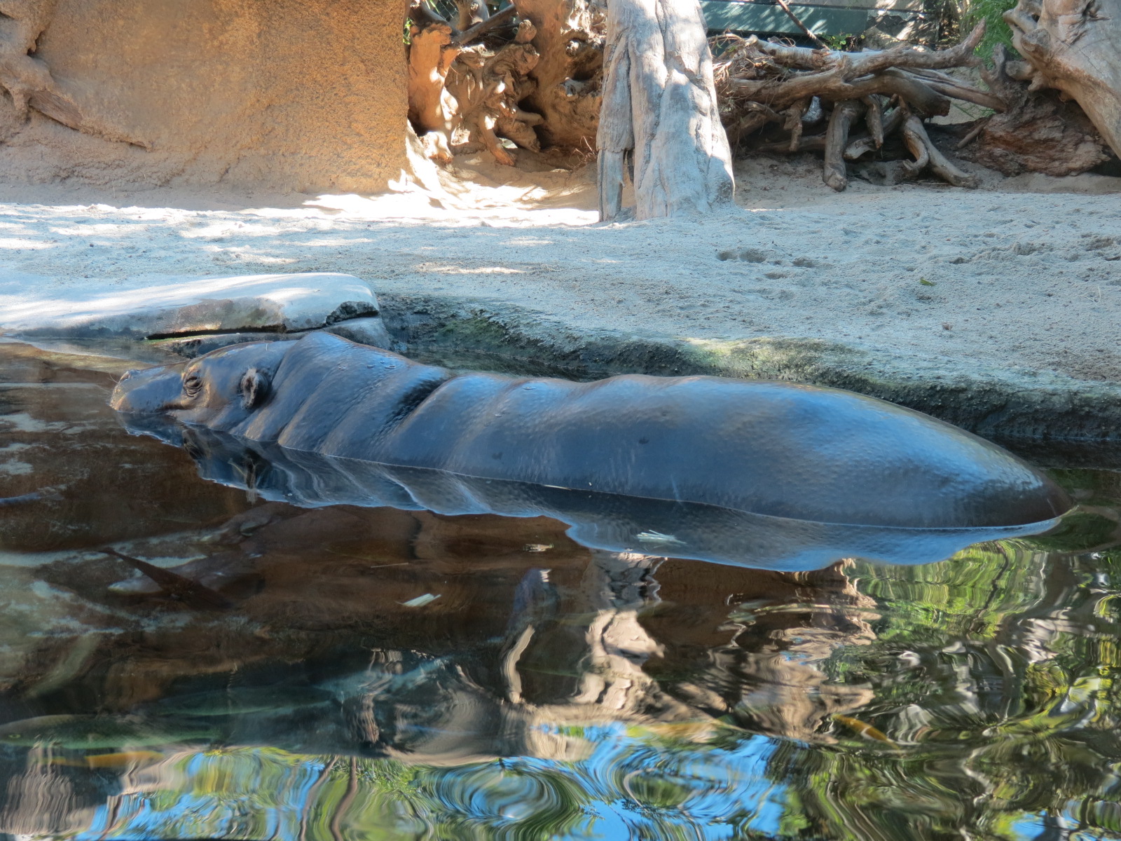 Lost Forest - Monkey Trails and Forest Tails - Pygmy Hippo and Wolf's Gueno