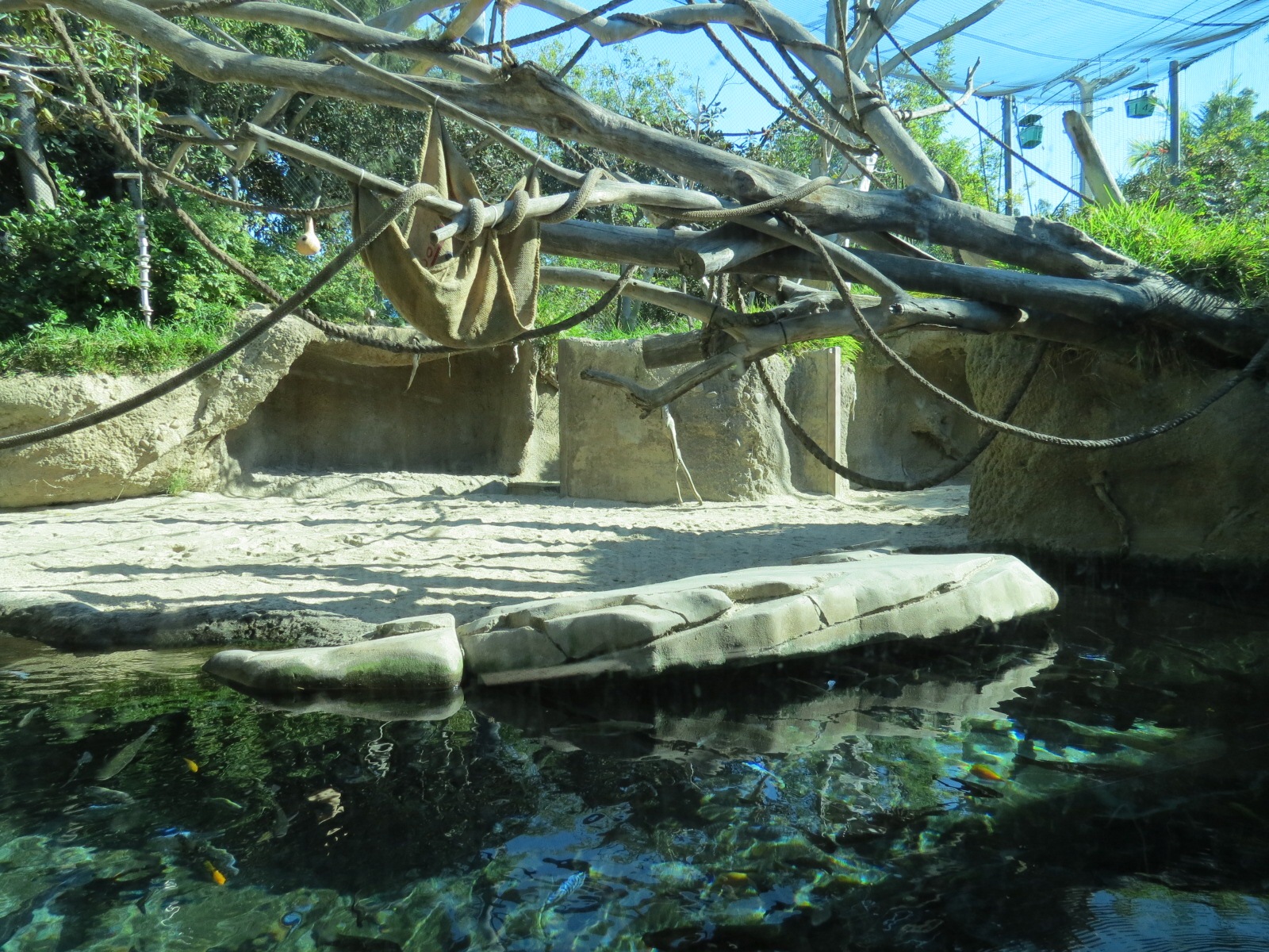 Lost Forest - Monkey Trails and Forest Tails - Pygmy Hippo and Wolf's Gueno