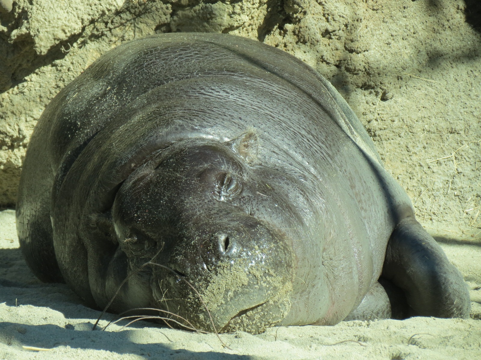 Lost Forest - Monkey Trails and Forest Tails - Pygmy Hippo and Wolf's Gueno