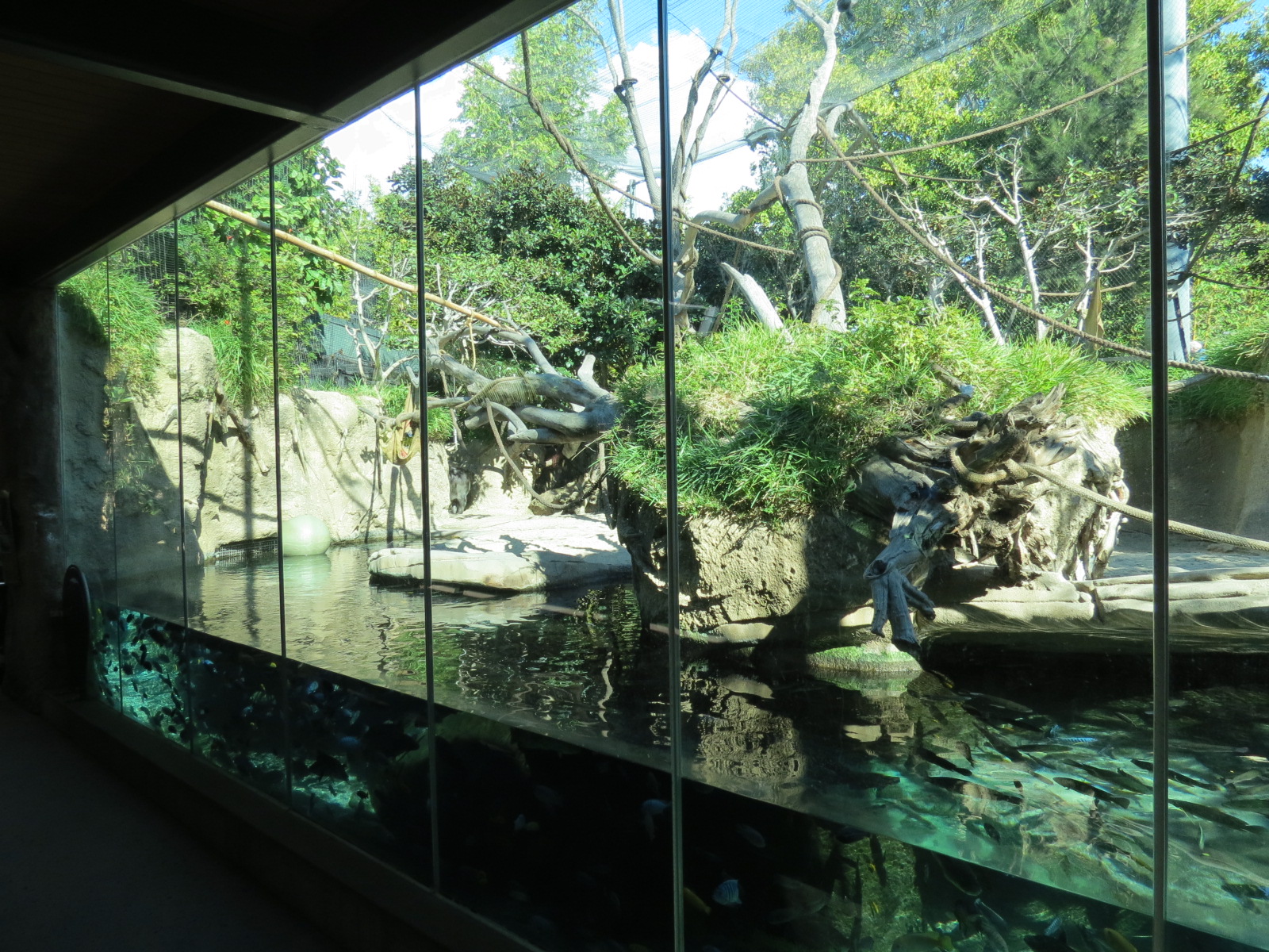 Lost Forest - Monkey Trails and Forest Tails - Pygmy Hippo and Wolf's Gueno