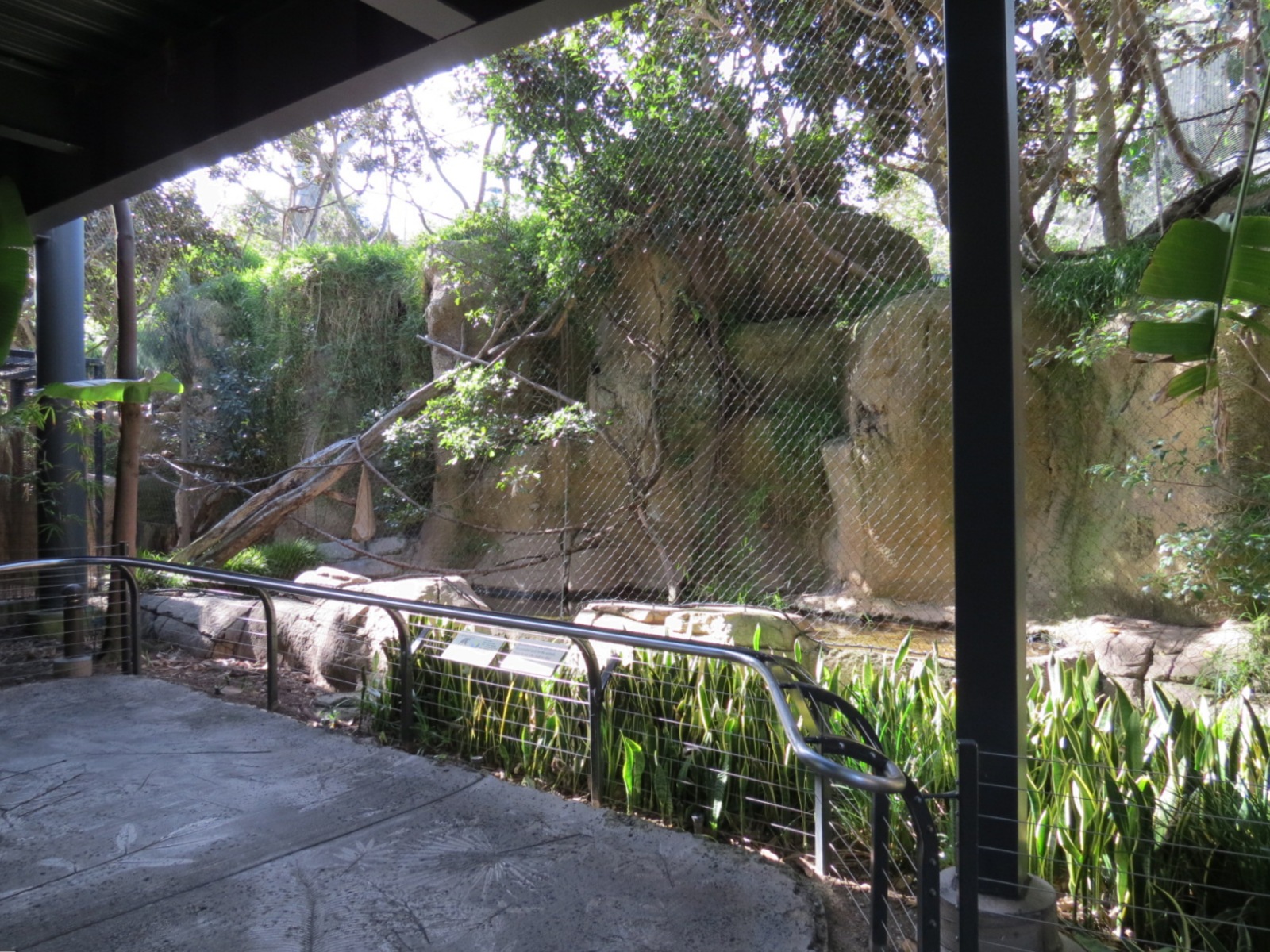 Lost Forest - Monkey Trails and Forest Tails - Pygmy Hippo and Wolf's Gueno