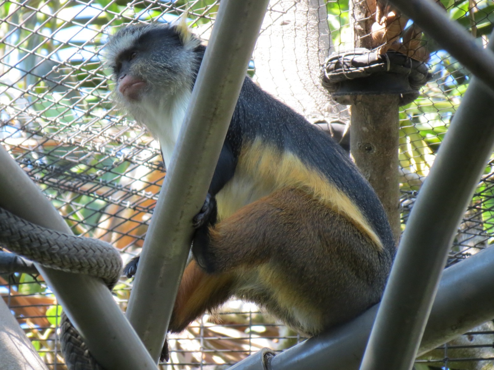 Lost Forest - Monkey Trails and Forest Tails - Pygmy Hippo and Wolf's Gueno