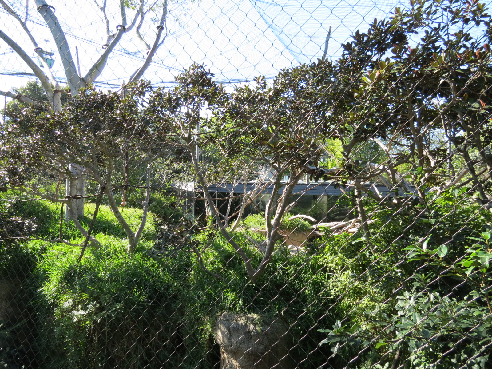 Lost Forest - Monkey Trails and Forest Tails - Pygmy Hippo and Wolf's Gueno