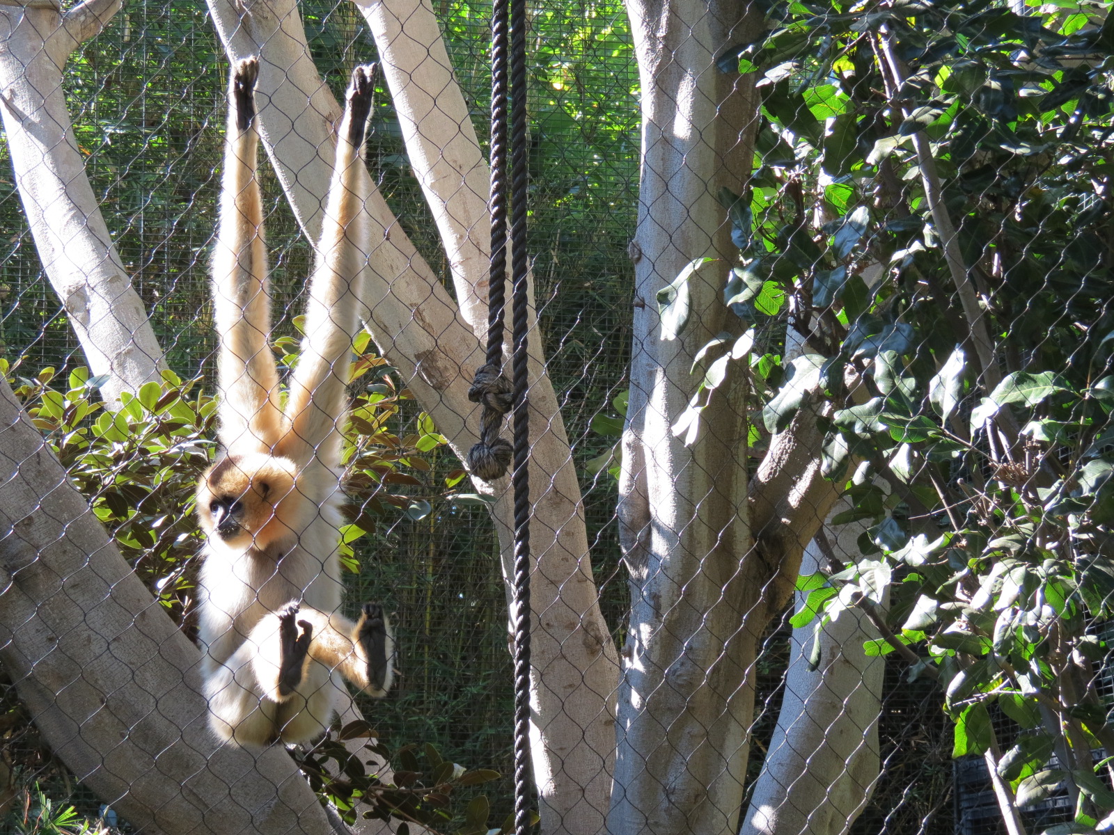 Lost Forest - Monkey Trails and Forest Tails - Red-cheeked Gibbon Exhibit