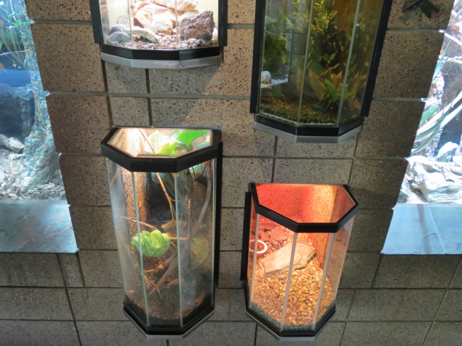 Lost Forest - Monkey Trails and Forest Tails - Reptile and Invertabrate Exh