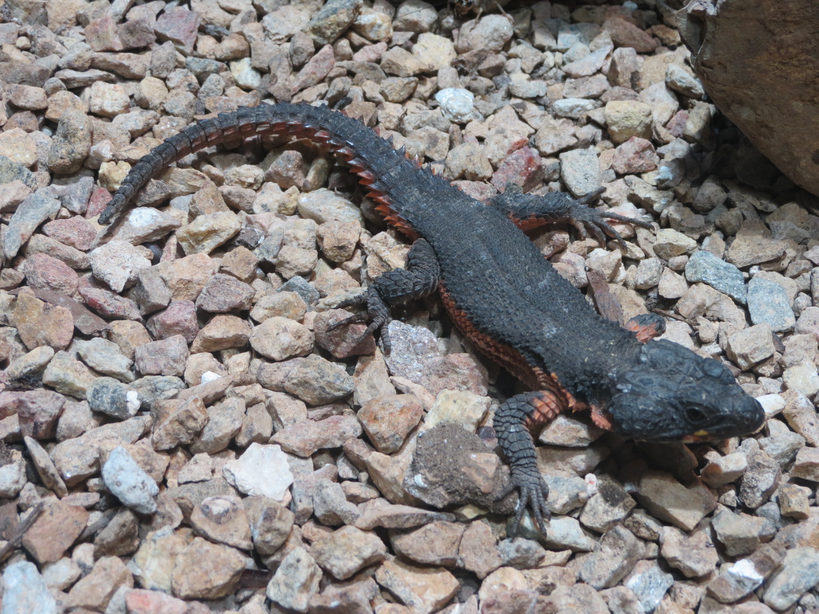 Lost Forest - Monkey Trails and Forest Tails - Reptile Exhibit - Gorongosa