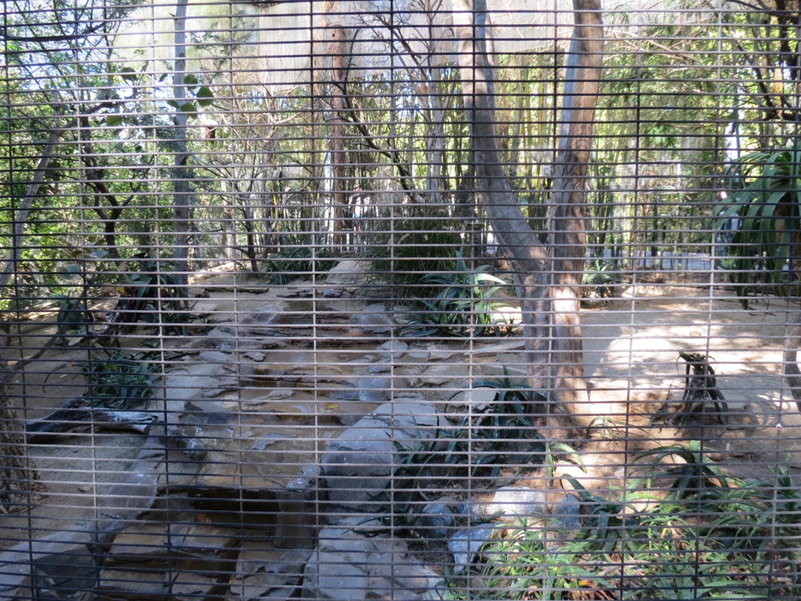 Lost Forest - Monkey Trails and Forest Tails - Sociable Weaver and Others E