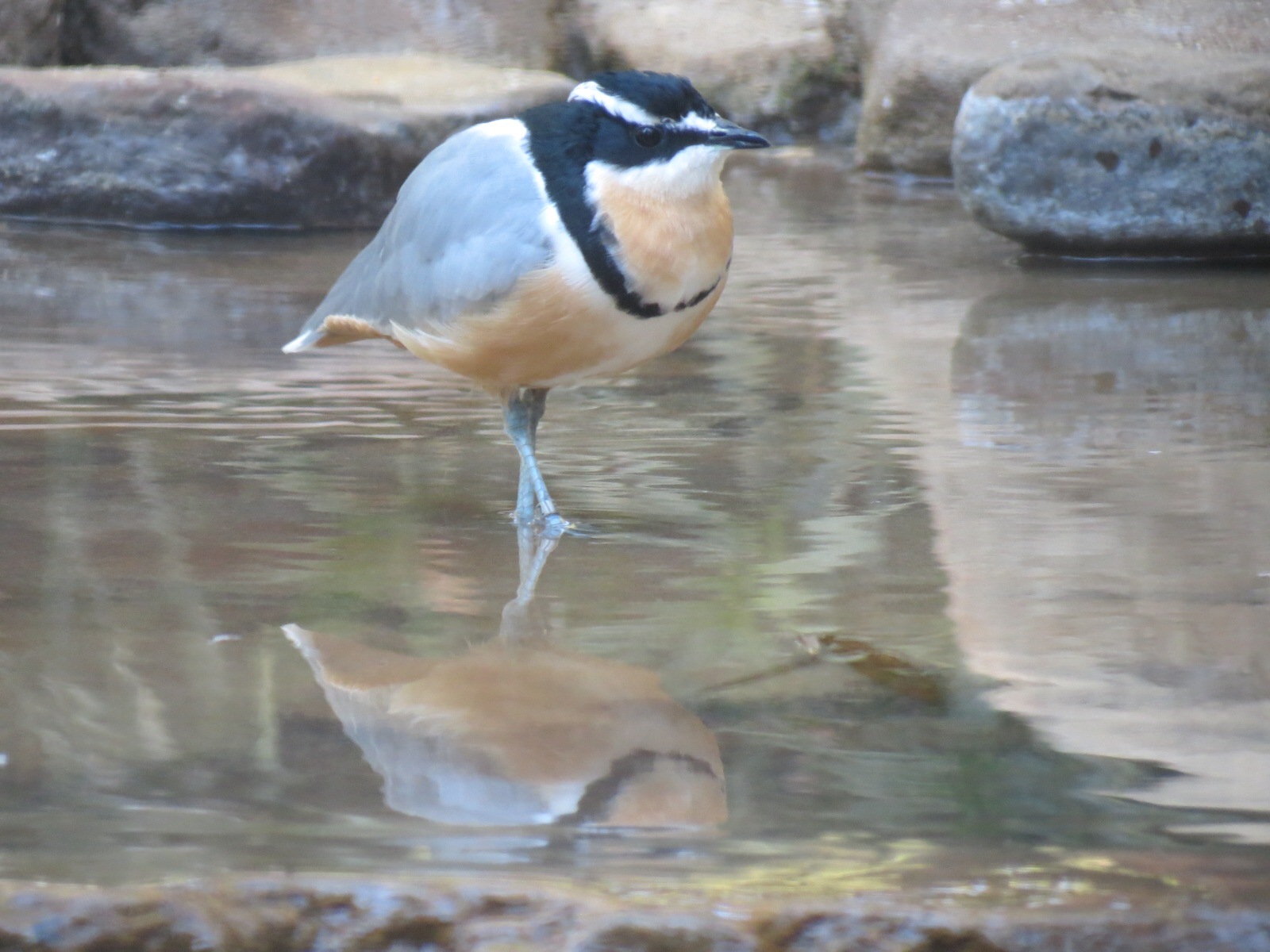 Lost Forest - Monkey Trails and Forest Tails - Sociable Weaver and Others E