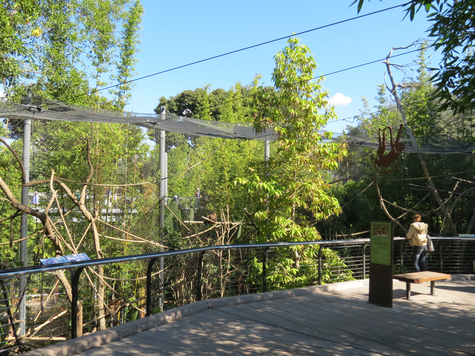 Lost Forest - Monkey Trails and Forest Tails - Tufted Capuchin Exhibit