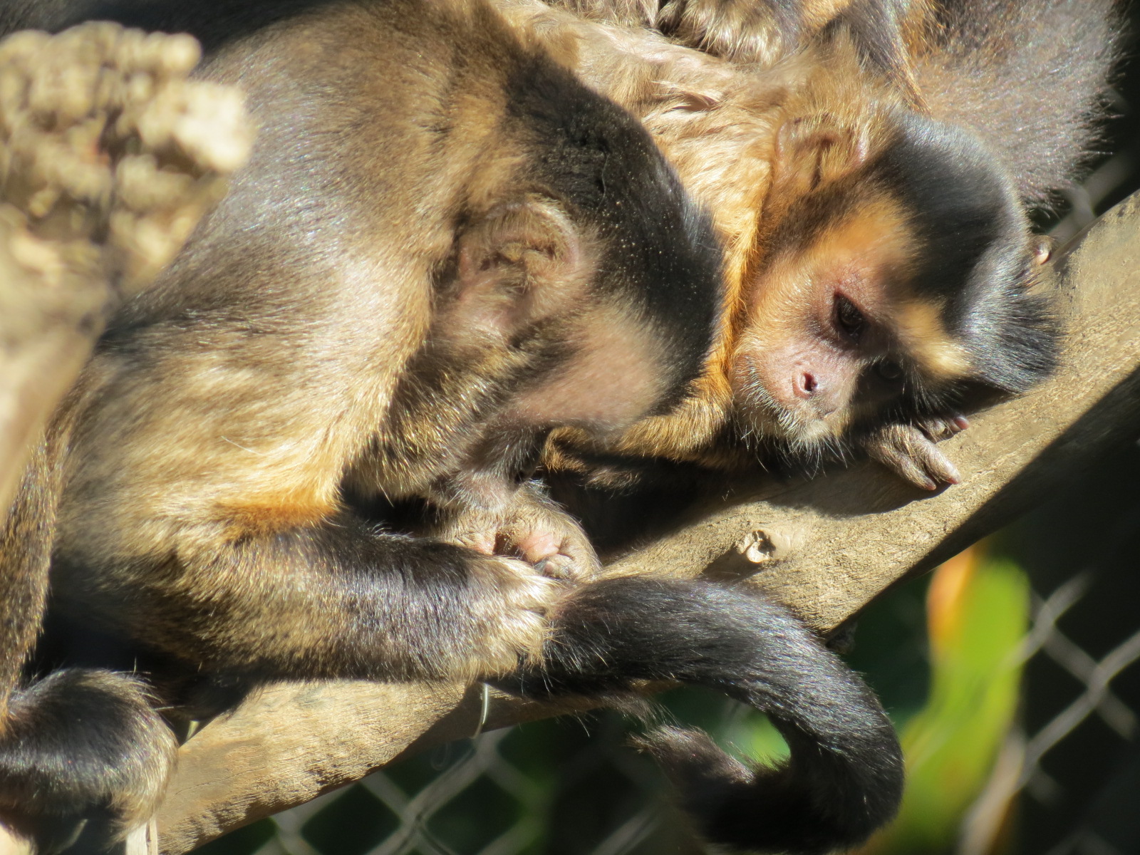 Lost Forest - Monkey Trails and Forest Tails - Tufted Capuchin Exhibit