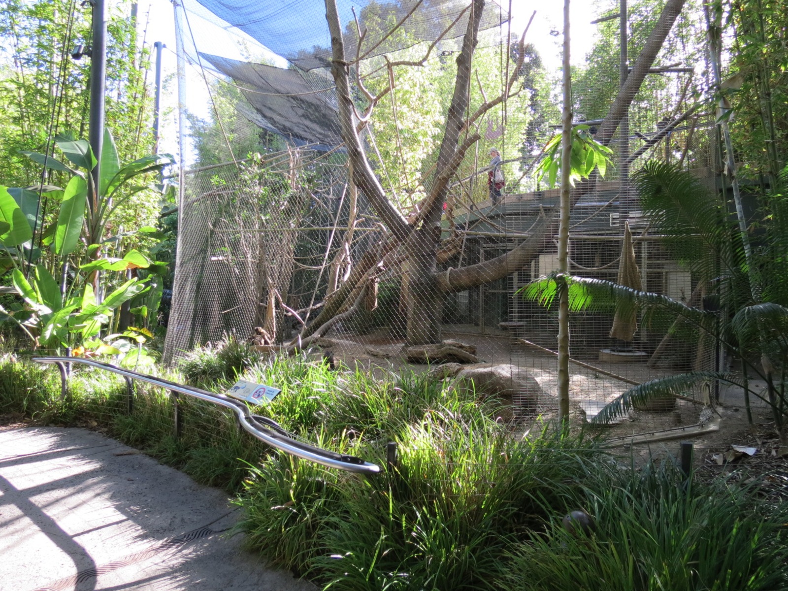 Lost Forest - Monkey Trails and Forest Tails - Tufted Capuchin Exhibit