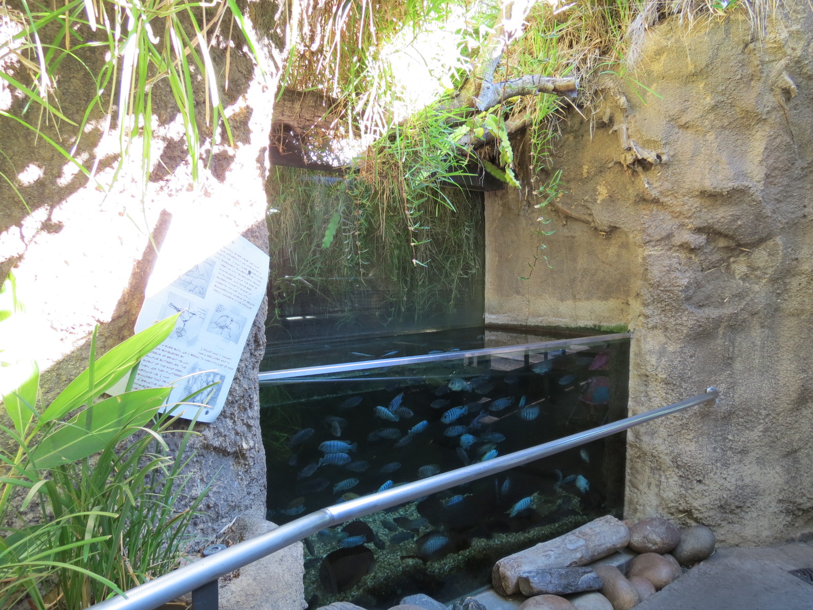 Lost Forest - Monkey Trails and Forest Tails - Unsigned Cichlid Exhibit