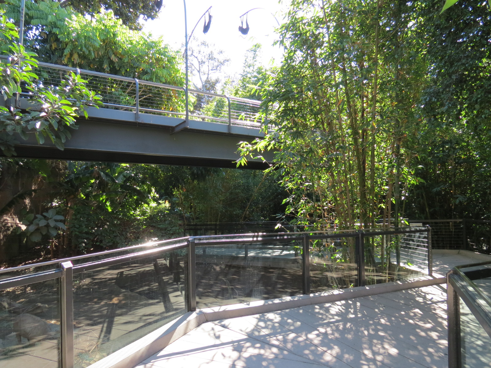 Lost Forest - Monkey Trails and Forest Tails - Walkway Between Babirusa Exh