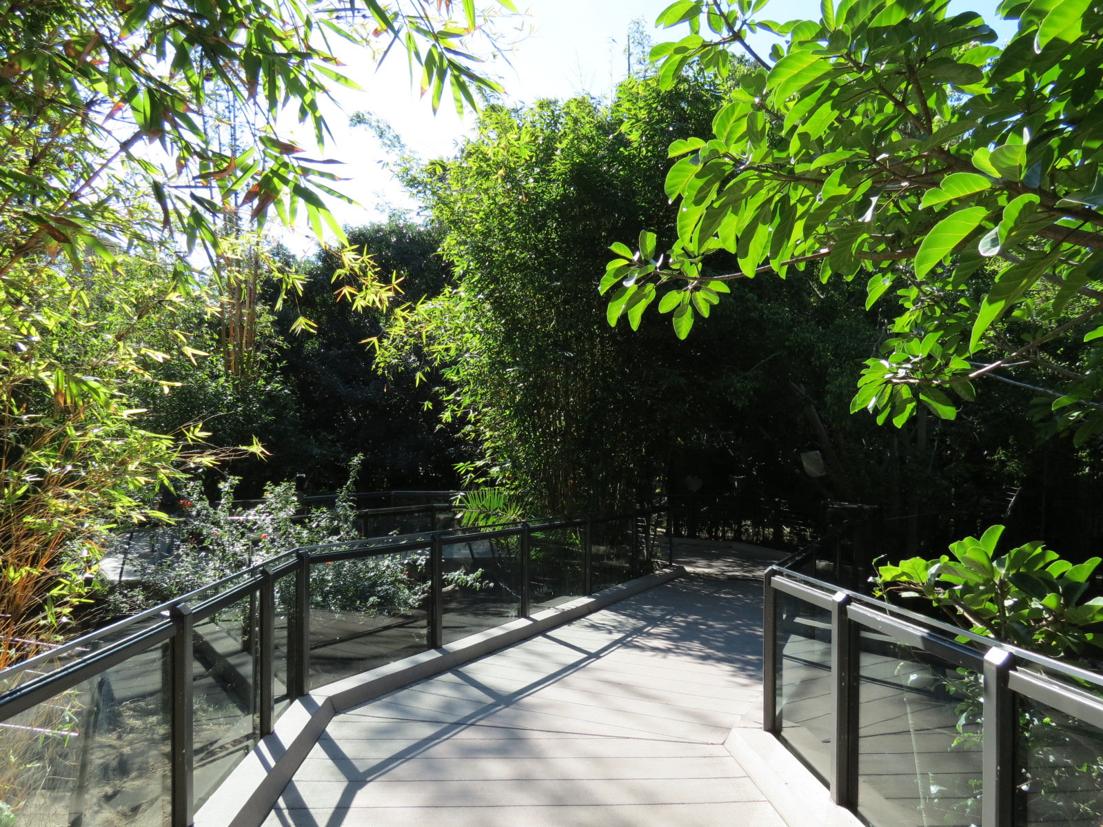 Lost Forest - Monkey Trails and Forest Tails - Walkway between Yellow-backe