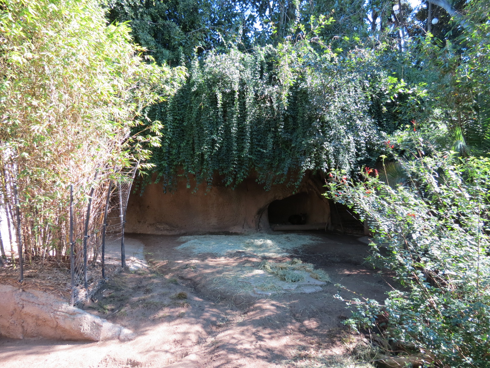 Lost Forest - Monkey Trails and Forest Tails - Yellow-backed Duiker Exhibit