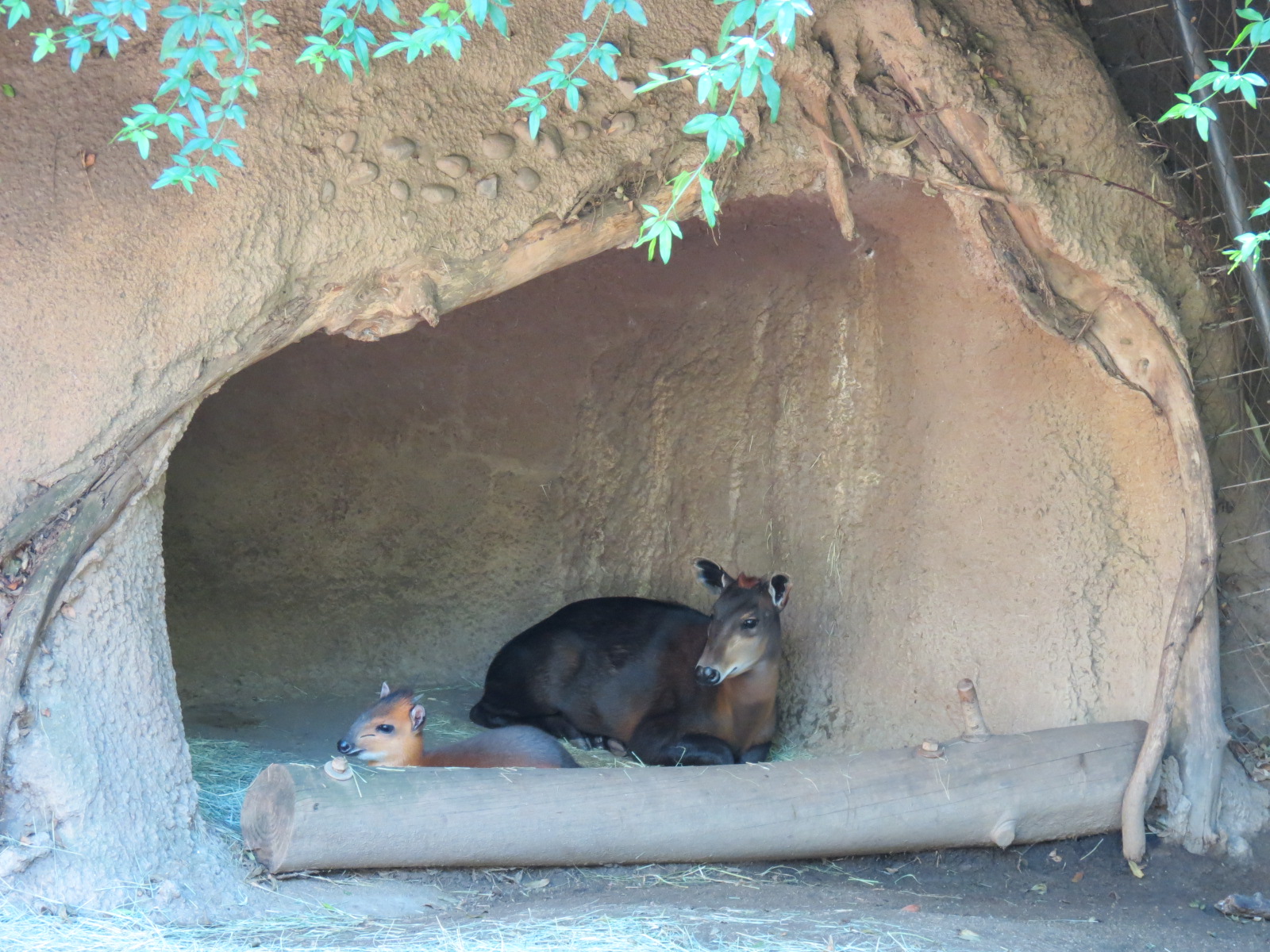 Lost Forest - Monkey Trails and Forest Tails - Yellow-backed Duiker Exhibit