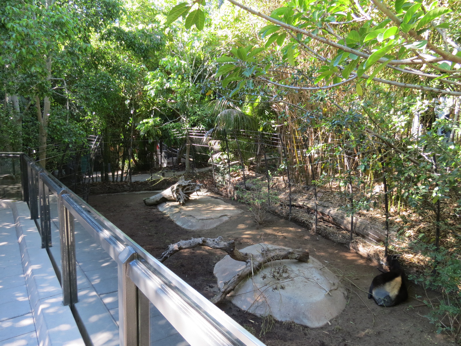 Lost Forest - Monkey Trails and Forest Tails - Yellow-backed Duiker Exhibit
