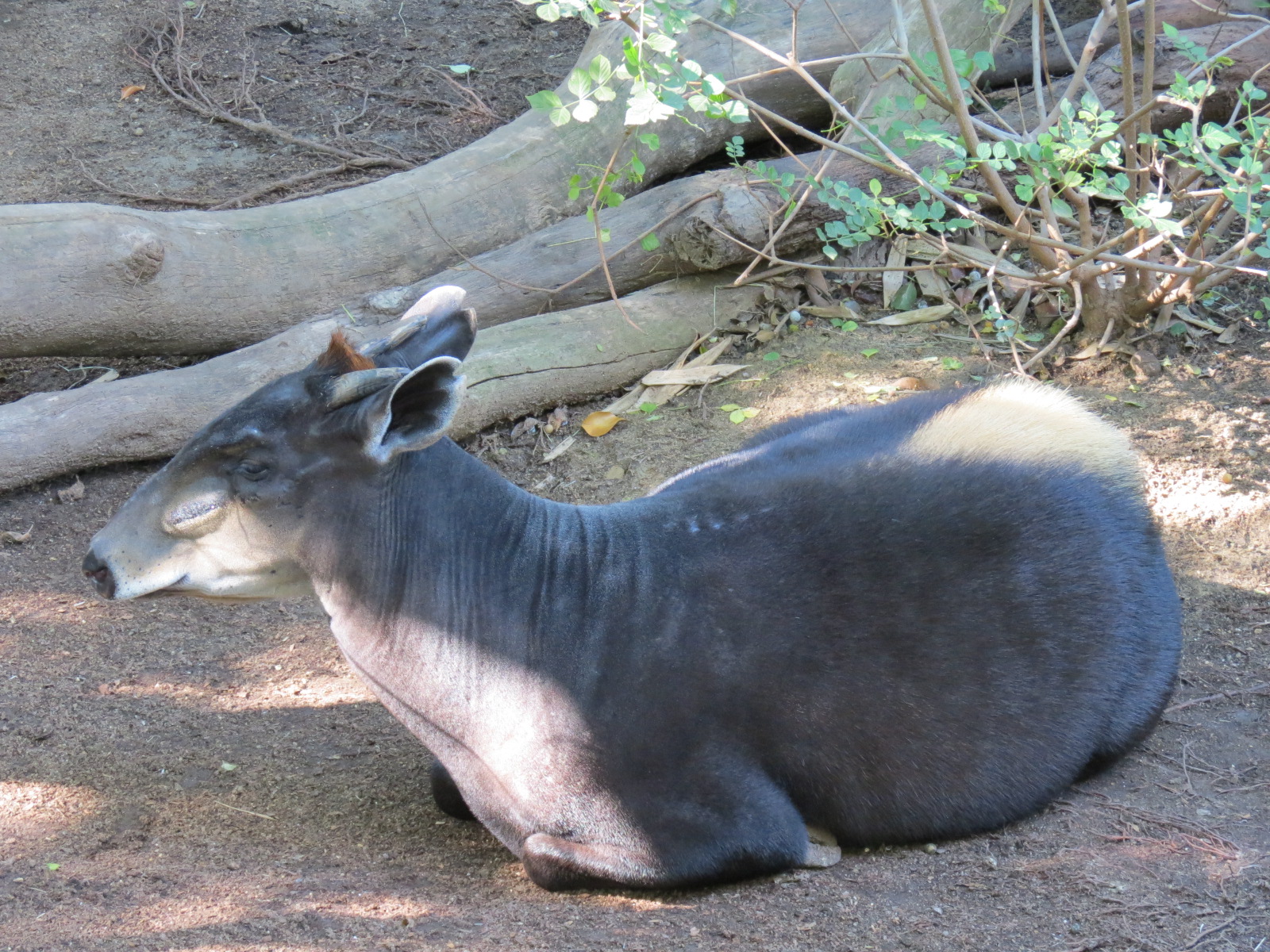 Lost Forest - Monkey Trails and Forest Tails - Yellow-backed Duiker Exhibit