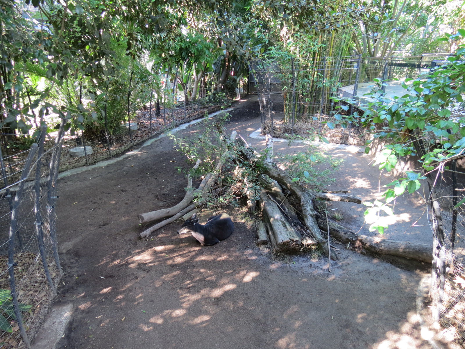 Lost Forest - Monkey Trails and Forest Tails - Yellow-backed Duiker Exhibit