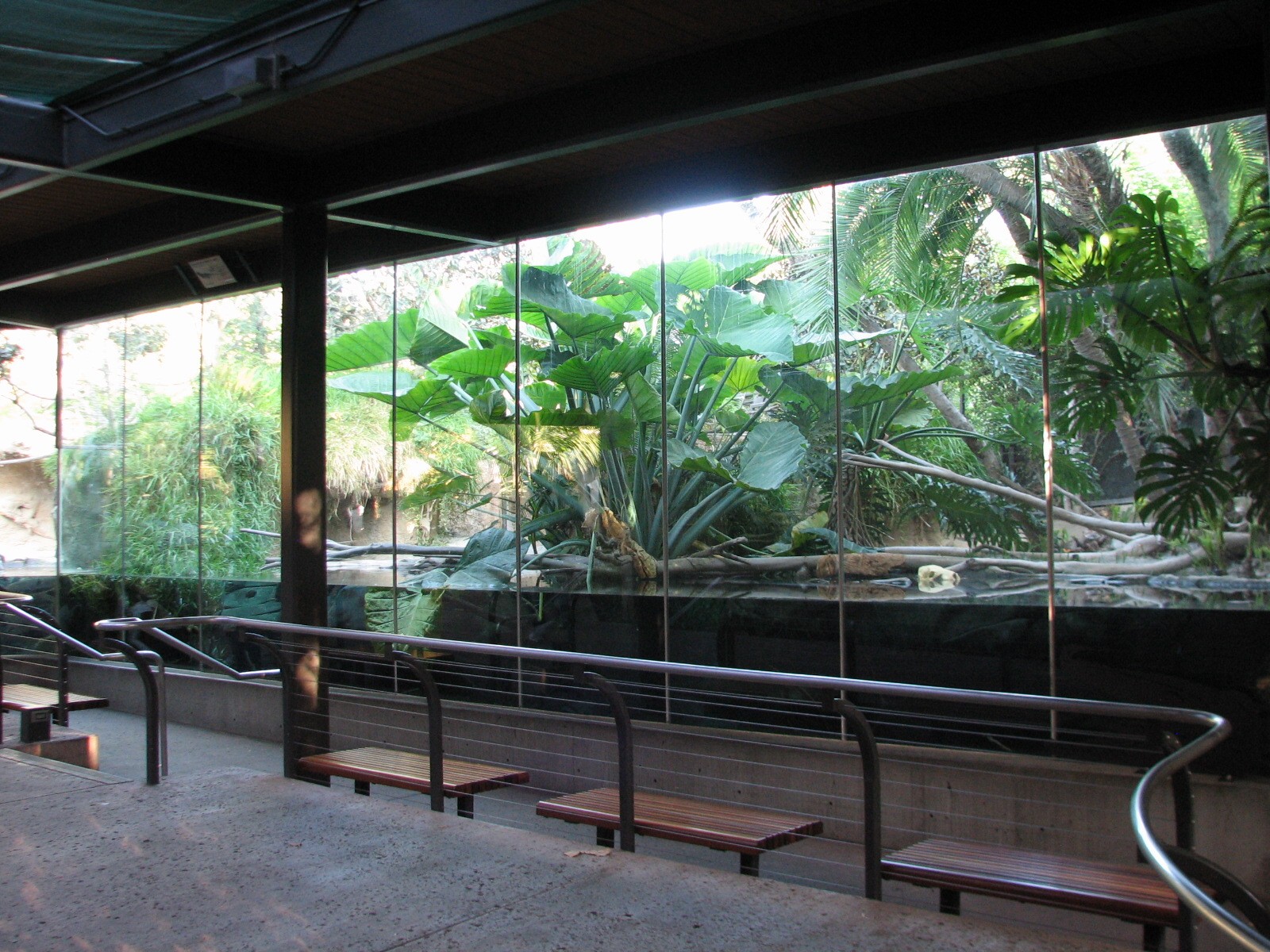 Lost Forest - Monkey Trails and Forest Tales - African Slender-Snouted Croc