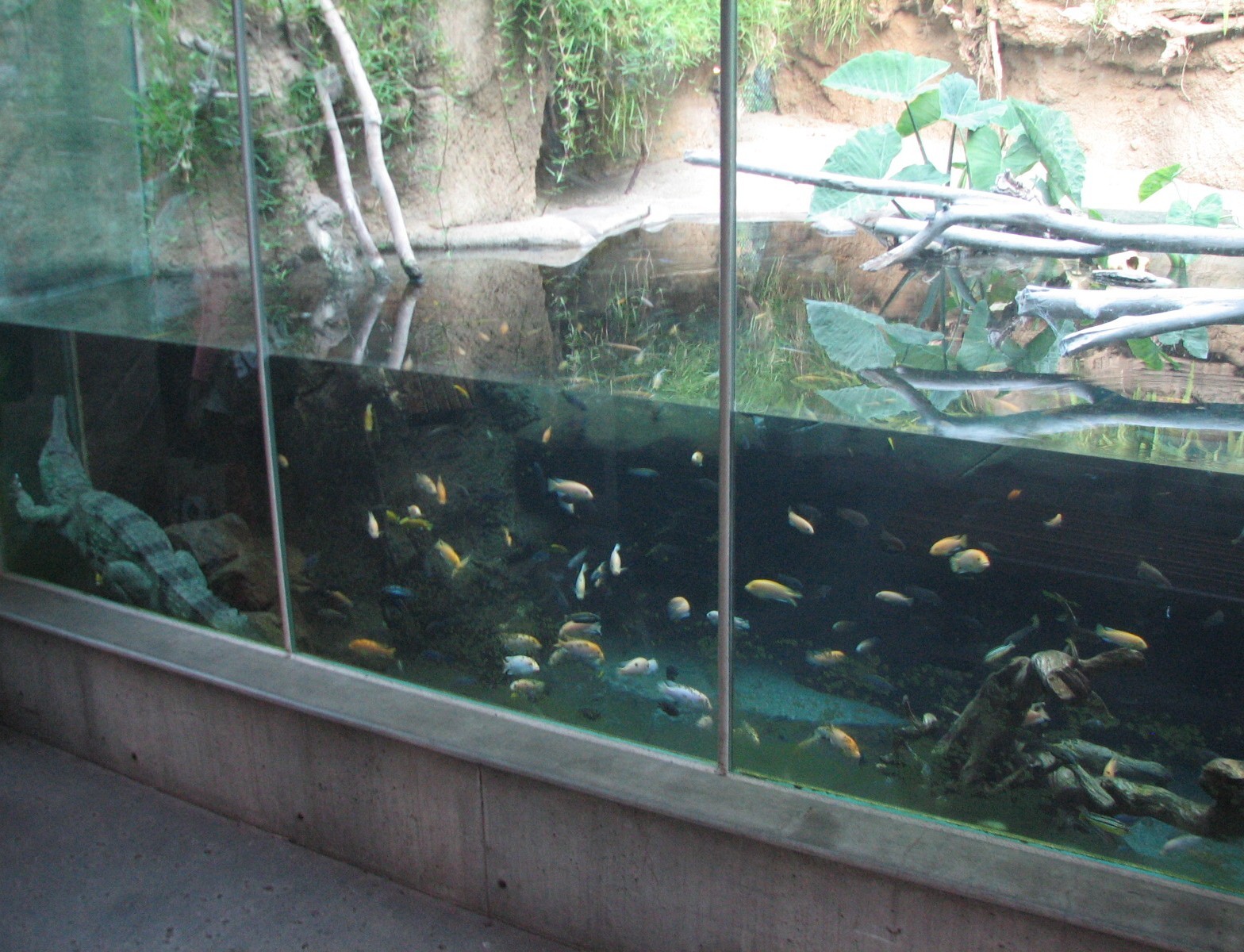 Lost Forest - Monkey Trails and Forest Tales - African Slender-Snouted Croc