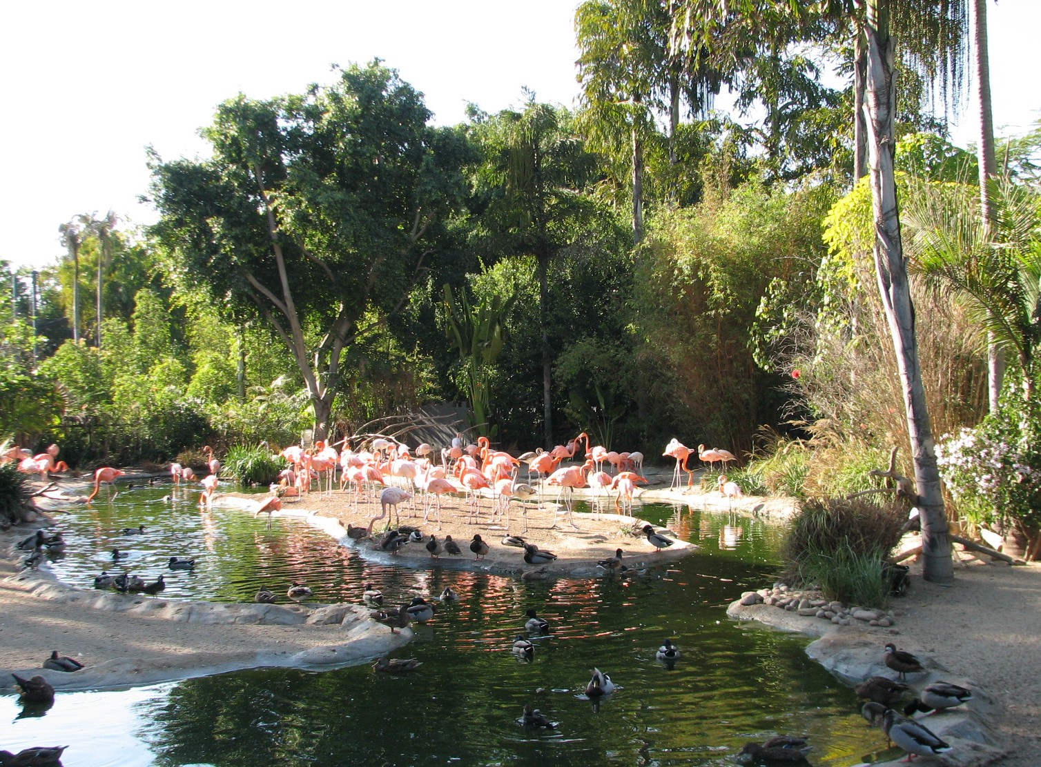 Lost Forest - Monkey Trails and Forest Tales - Flamingo Exhibit