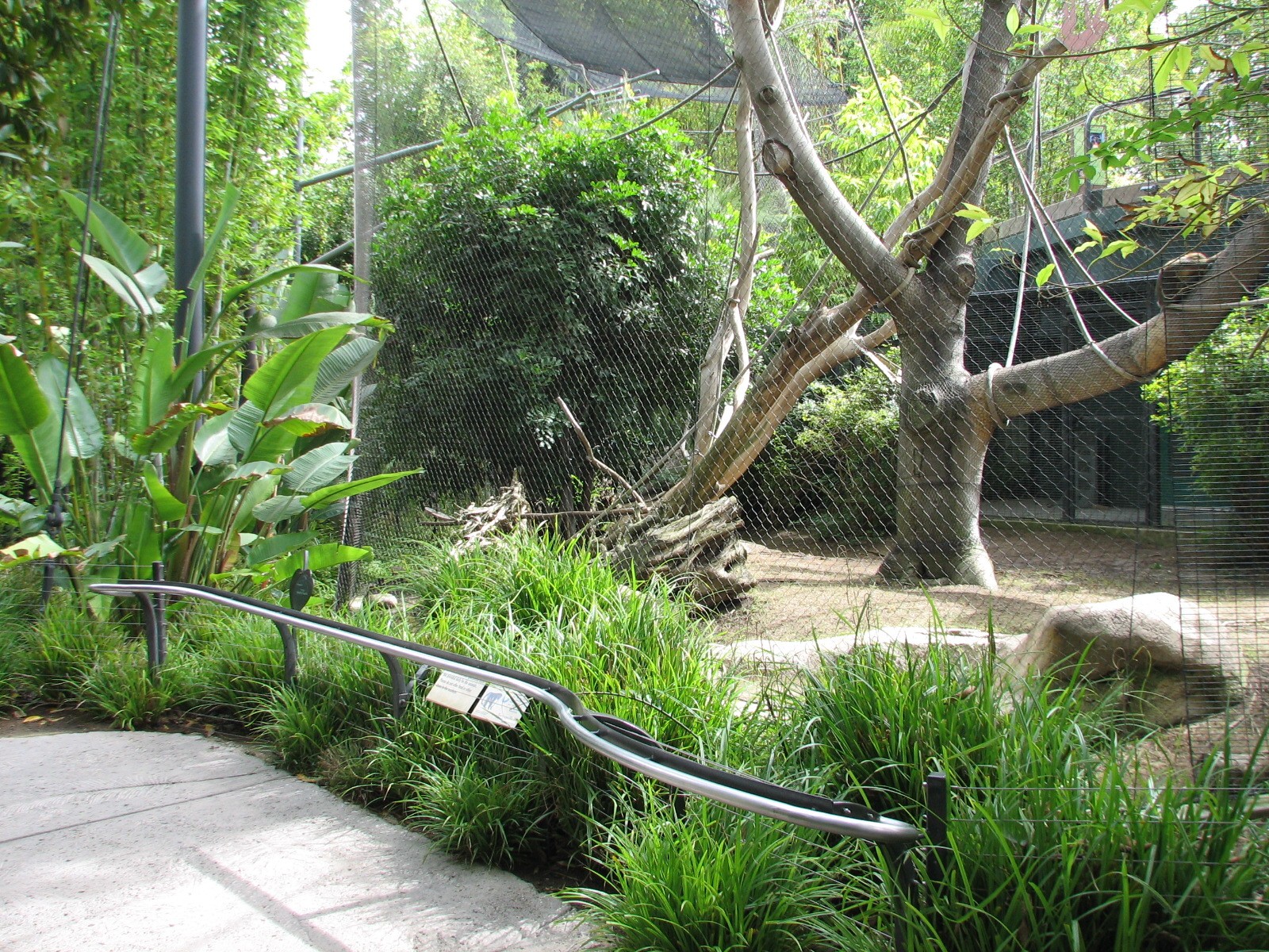 Lost Forest - Monkey Trails and Forest Tales - Golden Bellied Mangabey Exhi