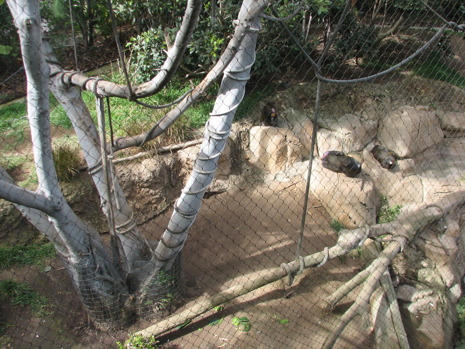 Lost Forest - Monkey Trails and Forest Tales - Mandrill, Schmidts Spot-Nose