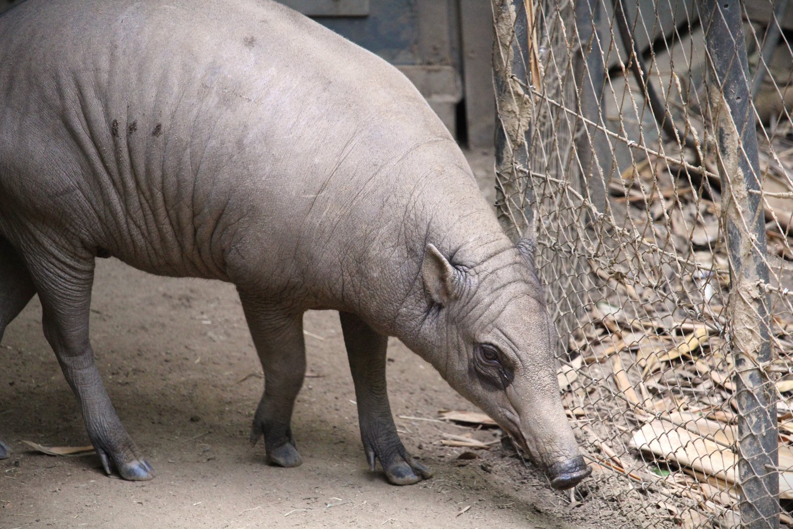 Lost Forest - Monkey Trails and Forest Tales - North Sulawesi Babirusa