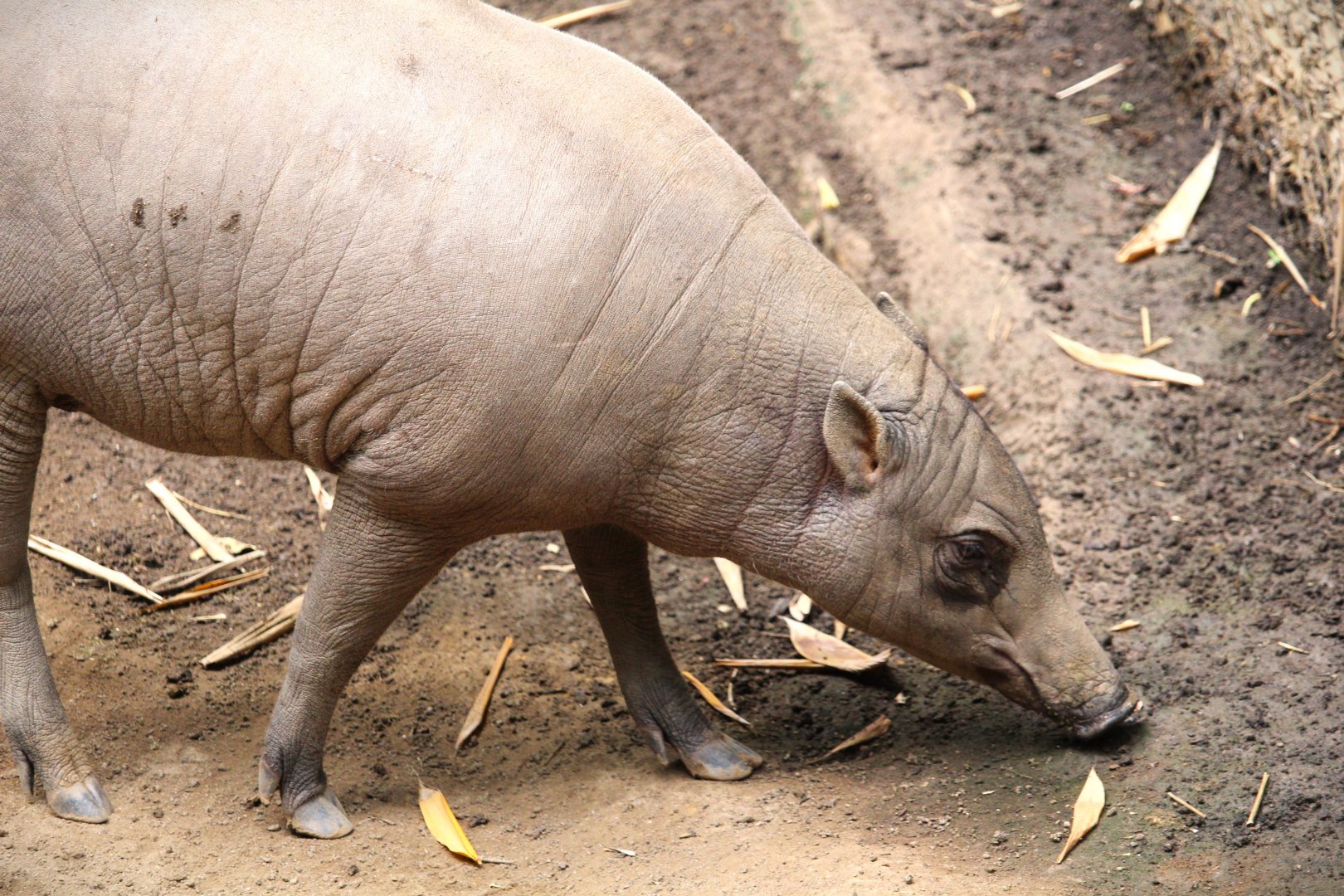 Lost Forest - Monkey Trails and Forest Tales - North Sulawesi Babirusa