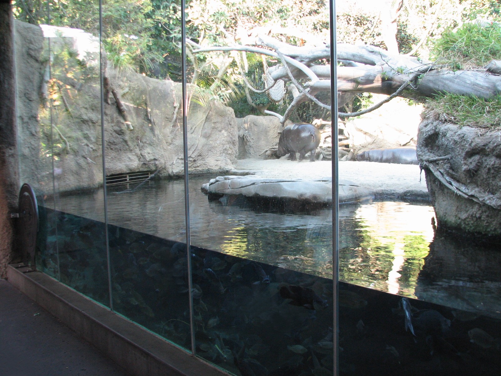 Lost Forest - Monkey Trails and Forest Tales - Pygmy Hippo and Wolfs Guenon