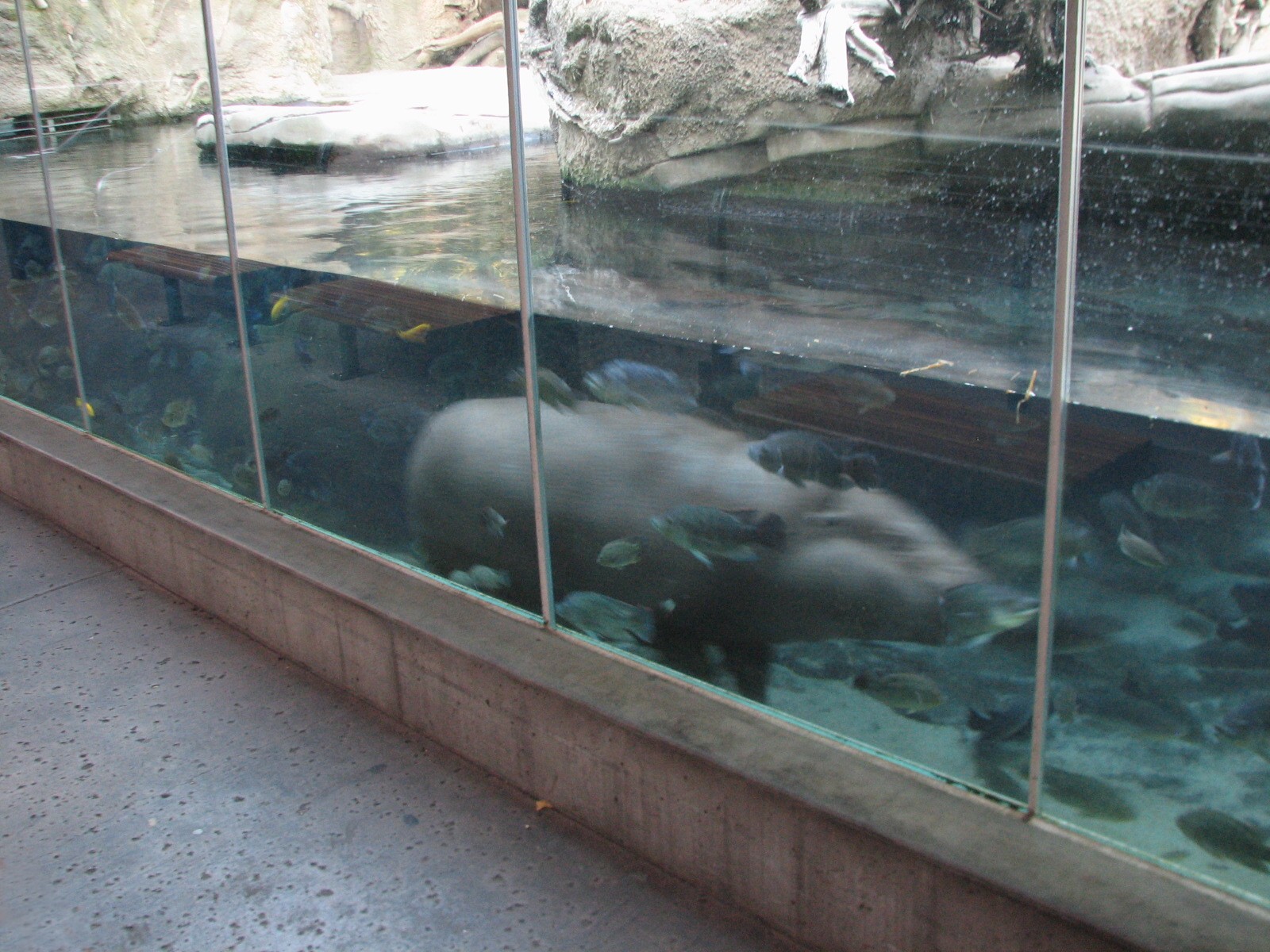 Lost Forest - Monkey Trails and Forest Tales - Pygmy Hippo and Wolfs Guenon