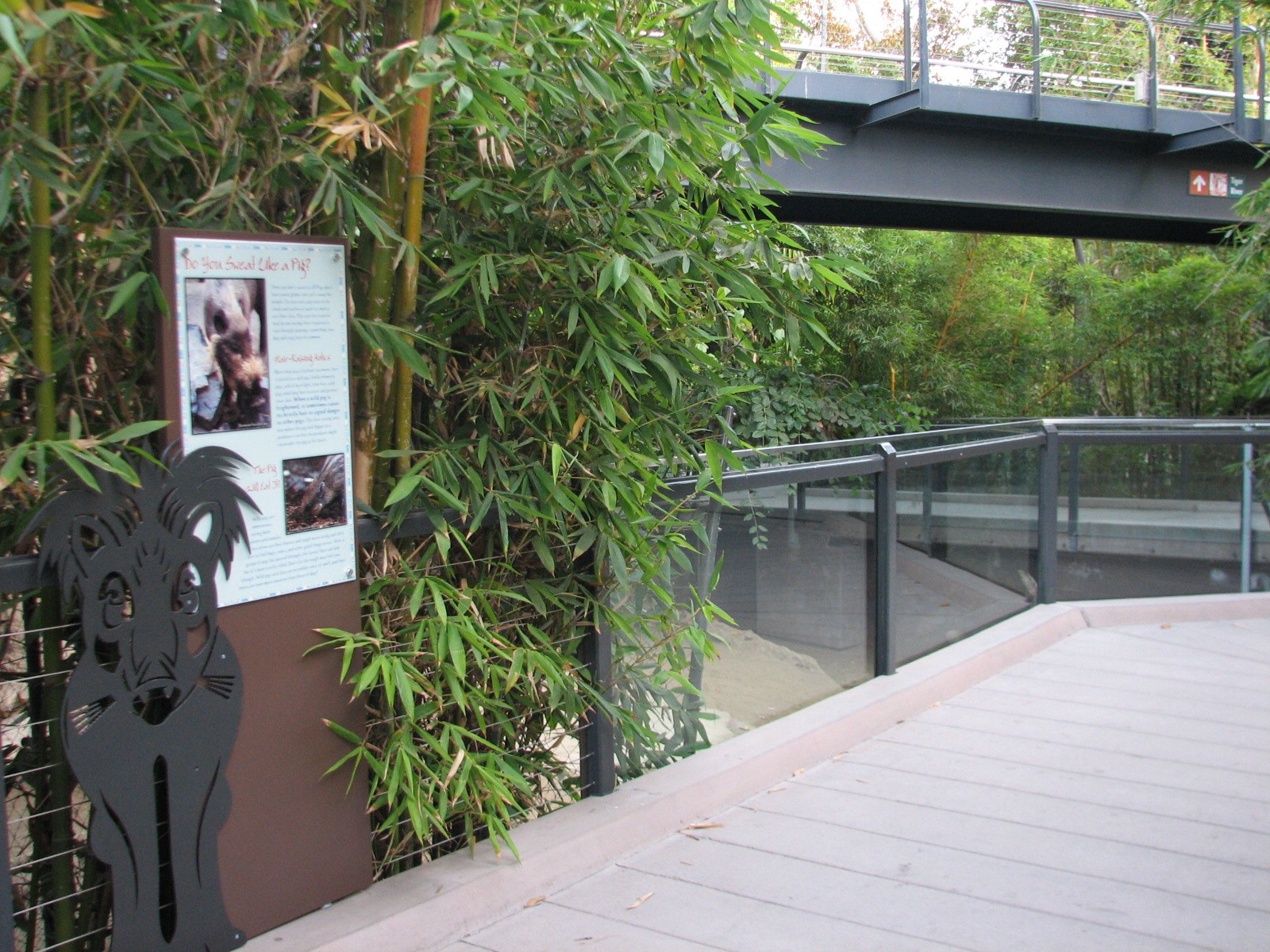 Lost Forest - Monkey Trails and Forest Tales - Visayan Warty Pig Exhibit Vi