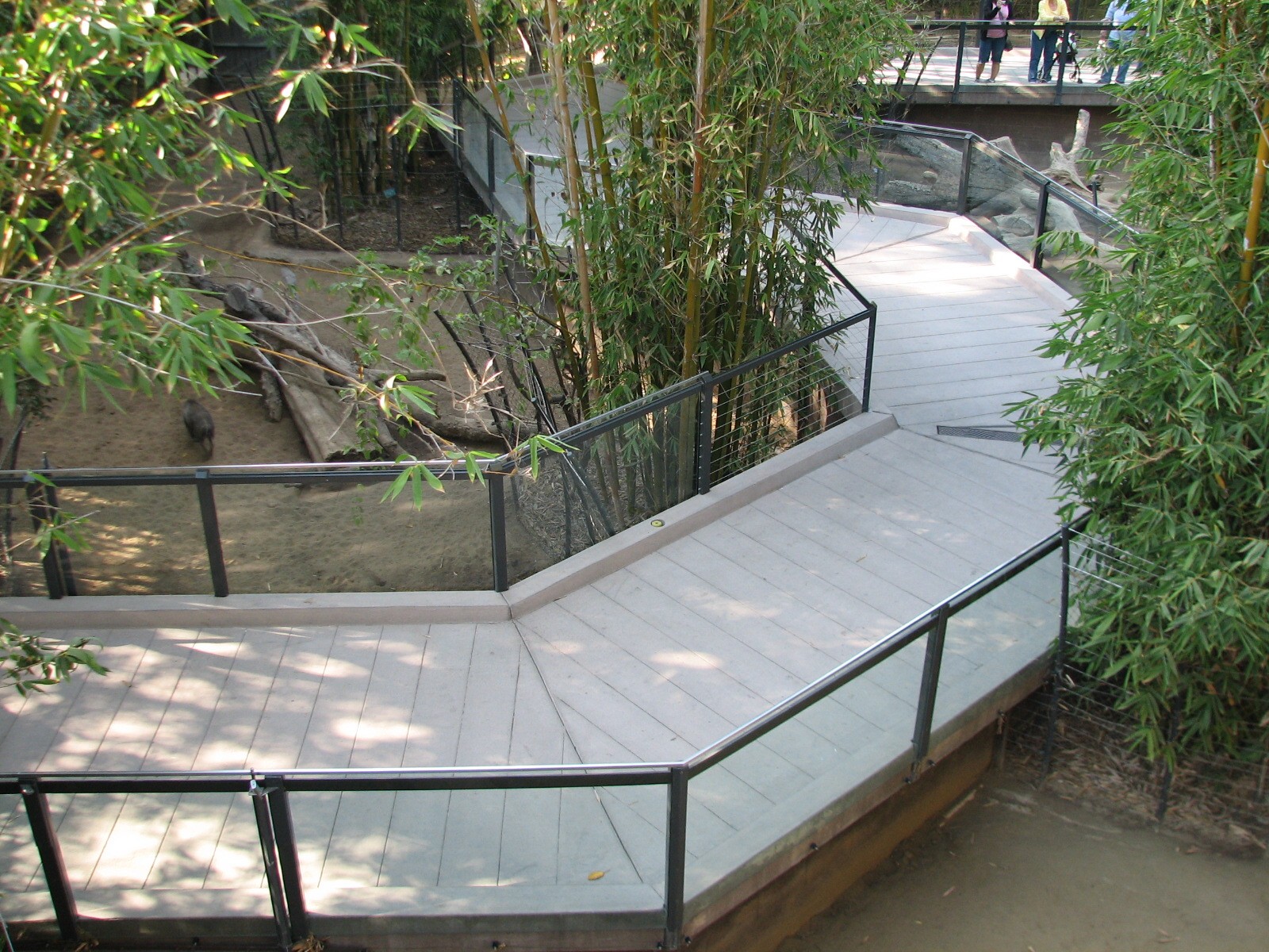 Lost Forest - Monkey Trails and Forest Tales - Visayan Warty Pig Exhibit Wa