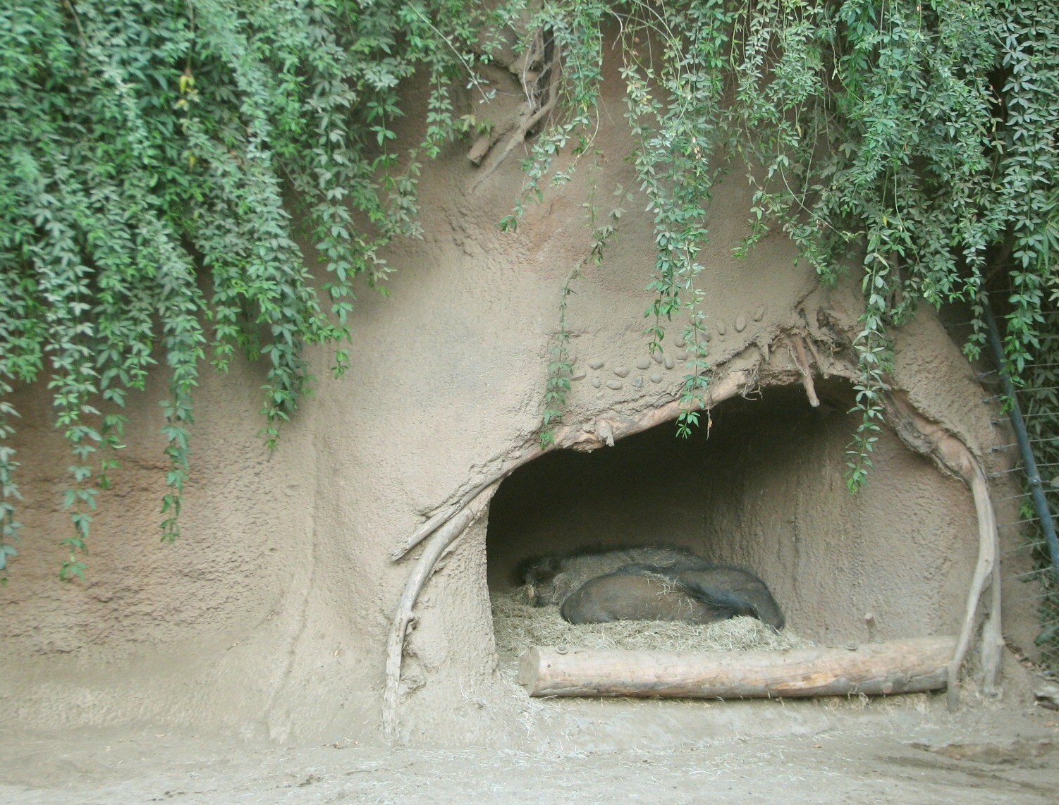 Lost Forest - Monkey Trails and Forest Tales - Visayan Warty Pig Exhibit