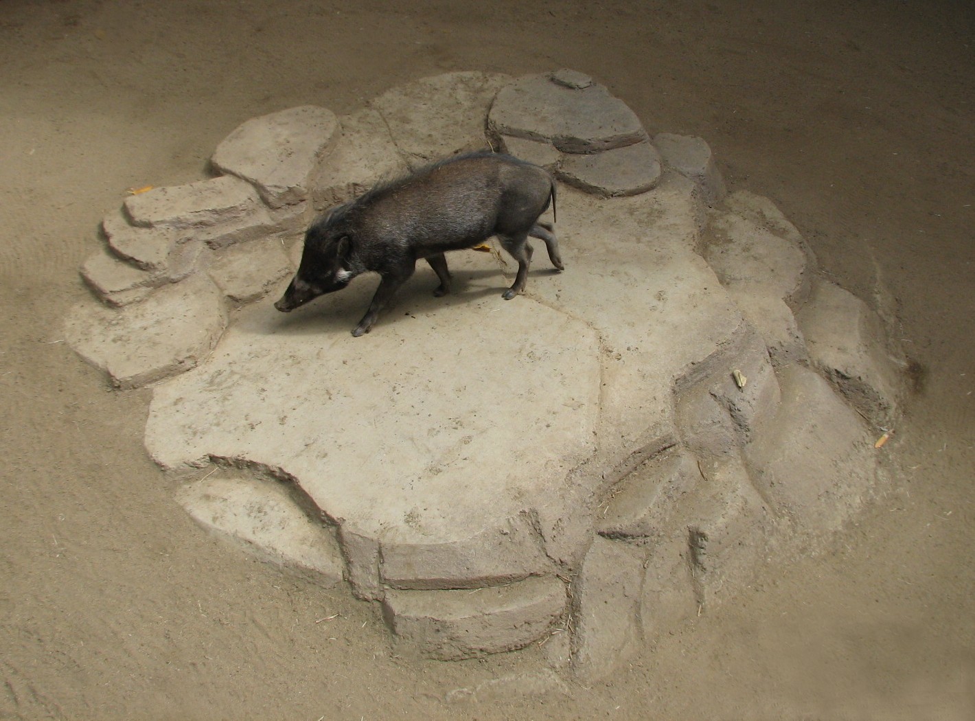 Lost Forest - Monkey Trails and Forest Tales - Visayan Warty Pig Exhibit