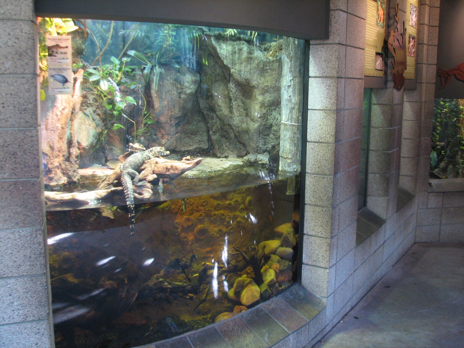 Lost Forest - Monkey Trails and Forest Tales - West African Dwarf Crocodile