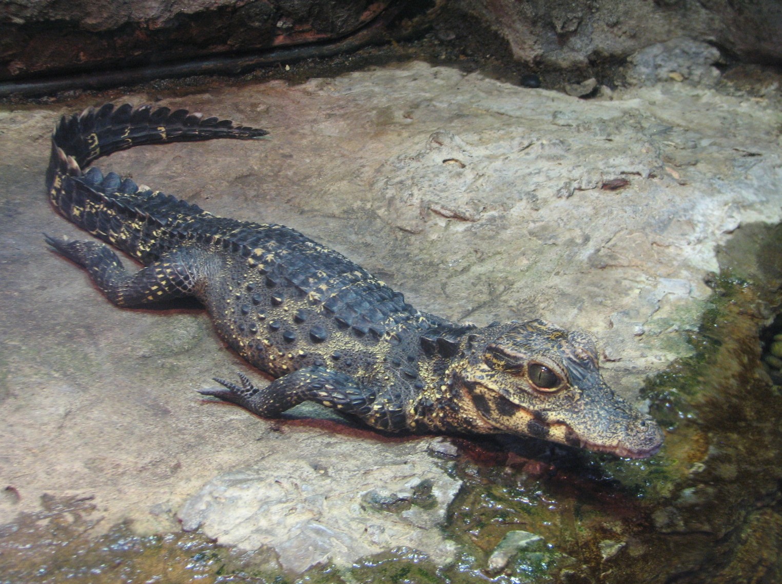 Lost Forest - Monkey Trails and Forest Tales - West African Dwarf Crocodile