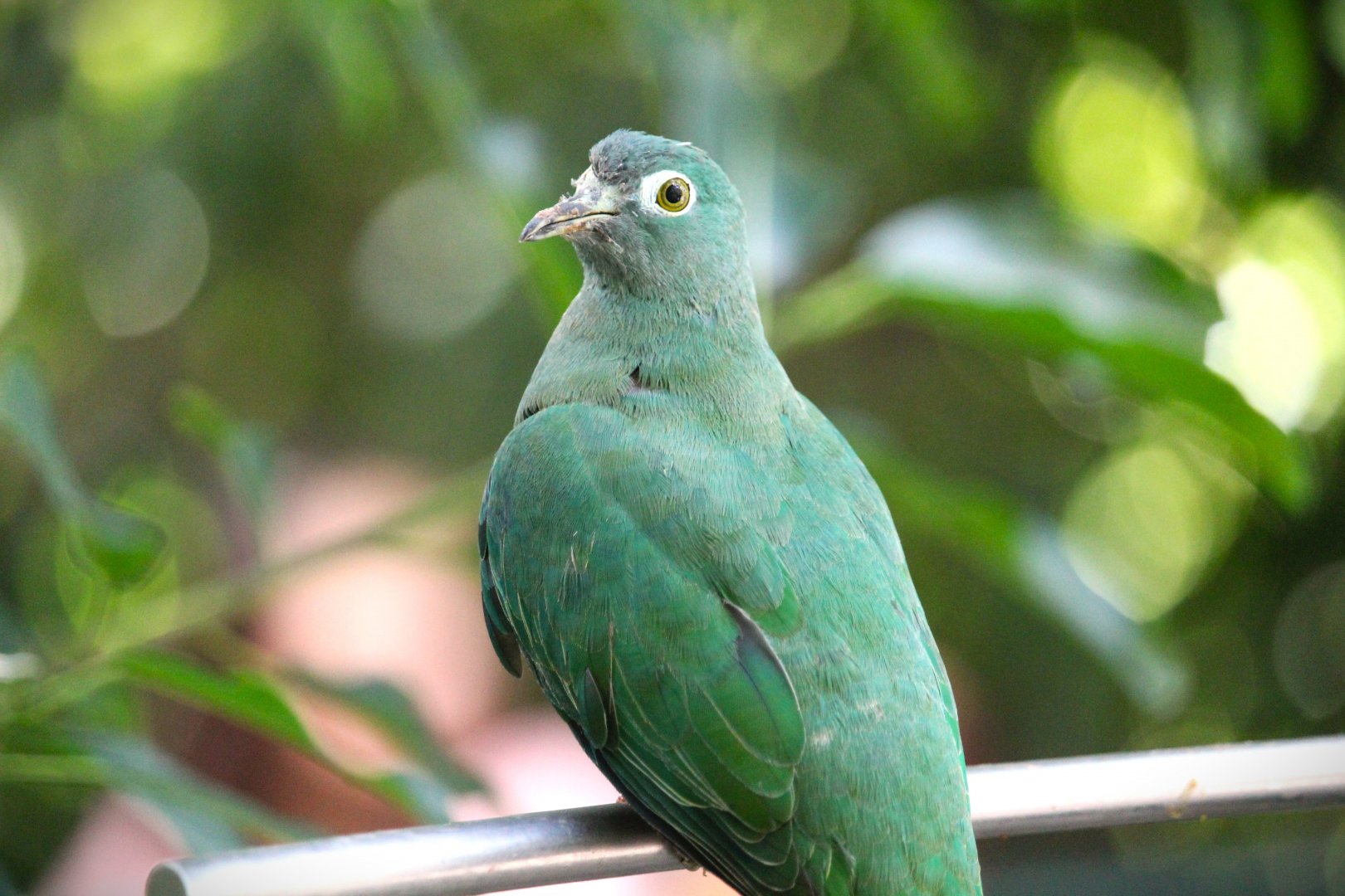 Lost Forest - Owens Aviary - Black-naped Fruit-Dove