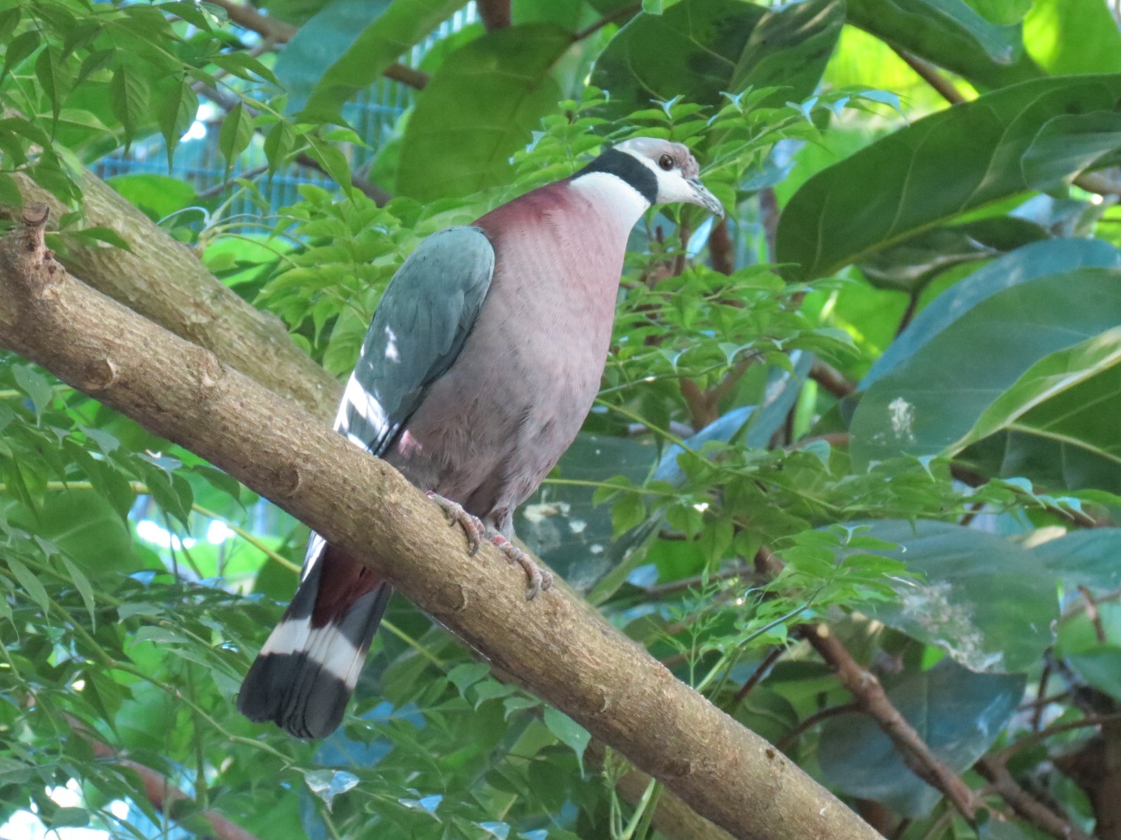 Lost Forest - Owens Aviary - Collared Imperial Pigeon