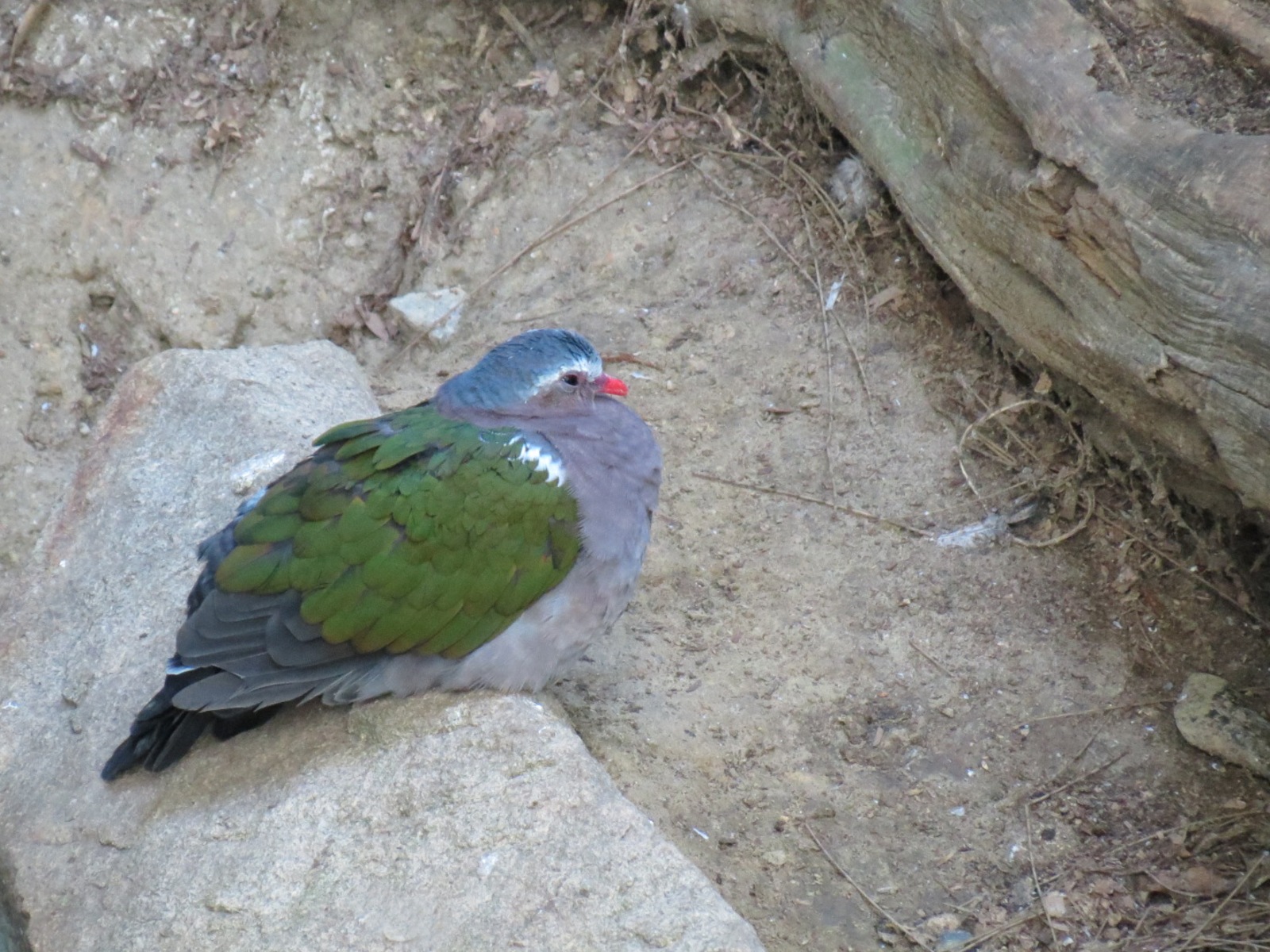 Lost Forest - Owens Aviary - Emerald Dove