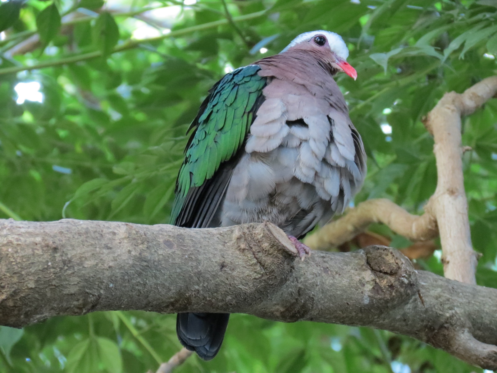 Lost Forest - Owens Aviary - Emerald Dove