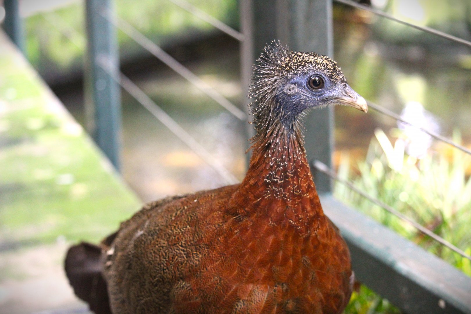 Lost Forest - Owens Aviary - Great Argus
