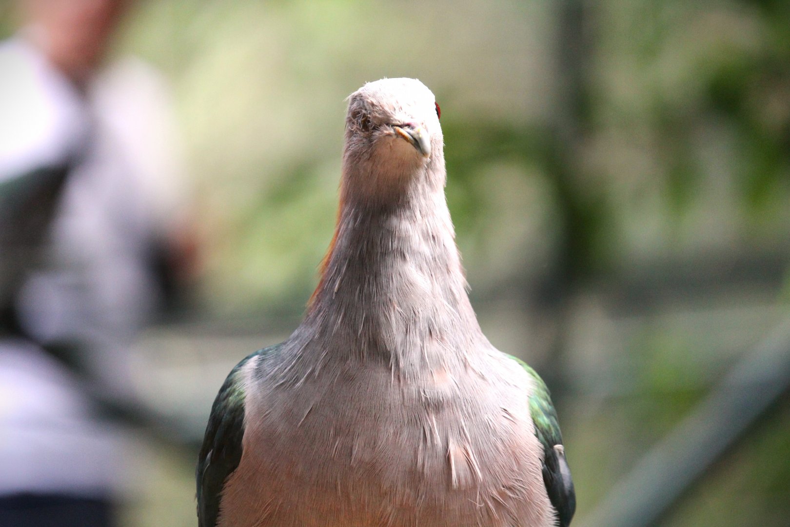 Lost Forest - Owens Aviary - Green Imperial-Pigeon