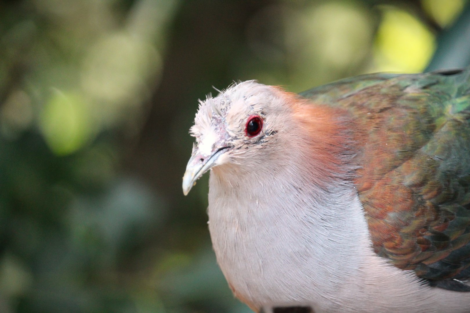 Lost Forest - Owens Aviary - Green Imperial-Pigeon