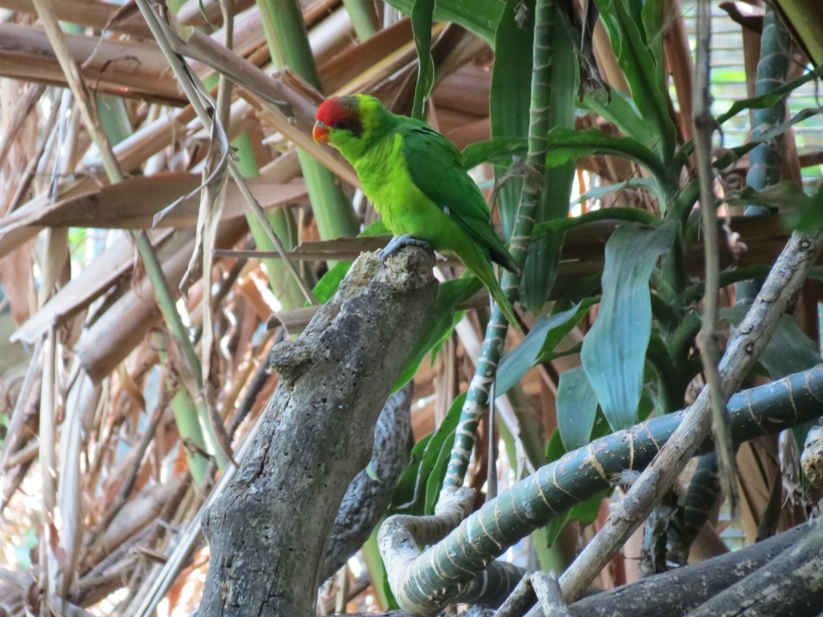 Lost Forest - Owens Aviary - Iris Lorikeet