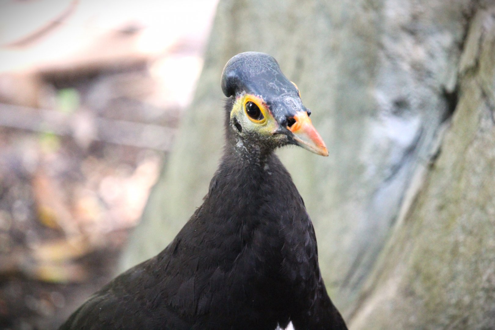 Lost Forest - Owens Aviary - Maleo
