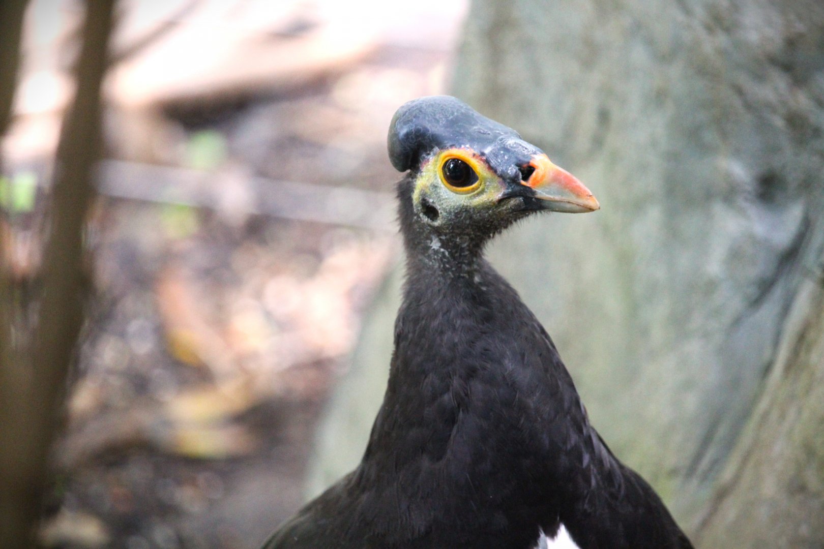 Lost Forest - Owens Aviary - Maleo