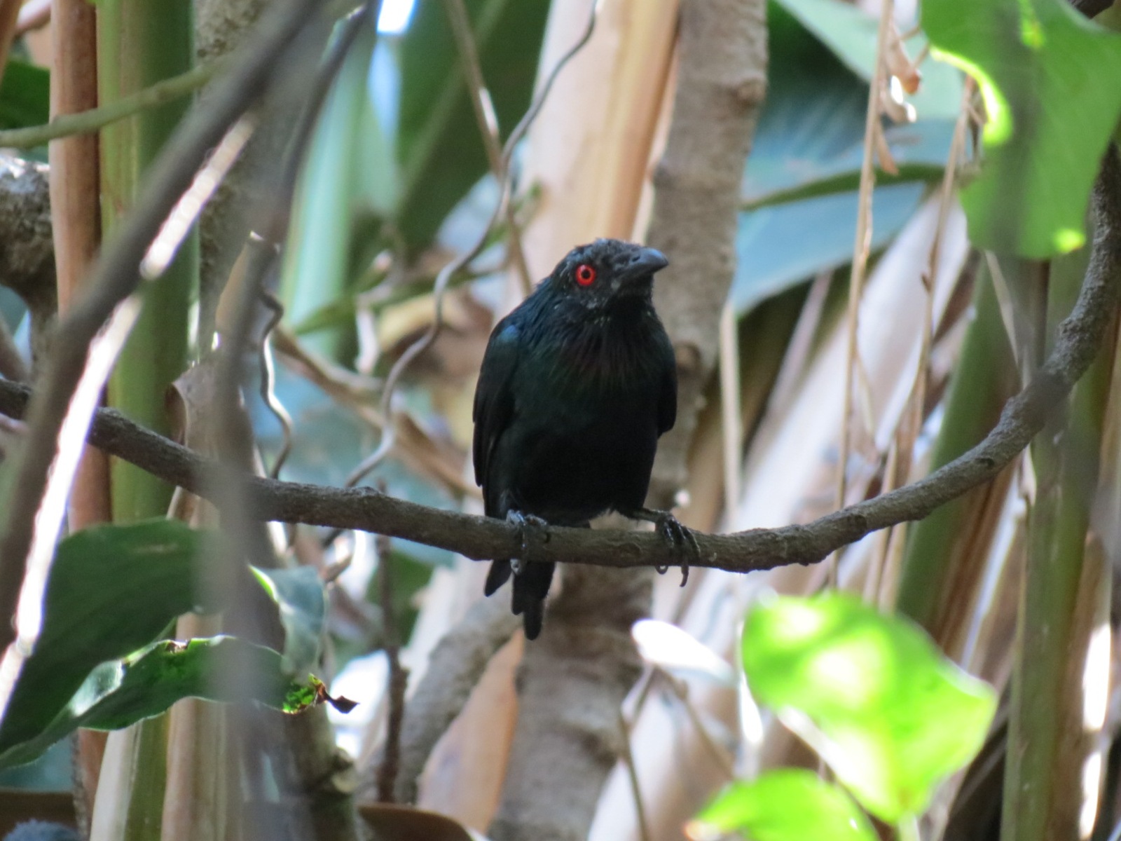 Lost Forest - Owens Aviary - Metallic Starling